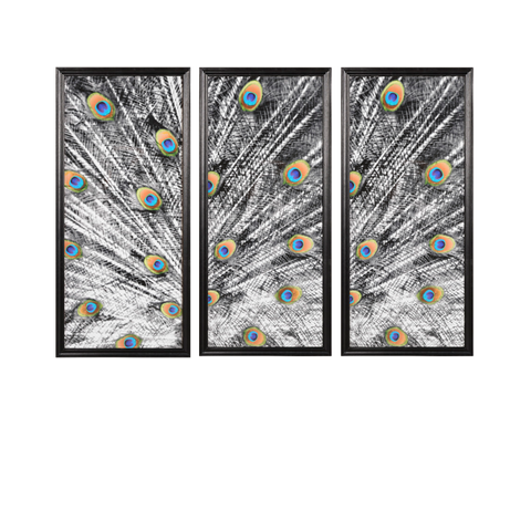 Animal Peacock Photo