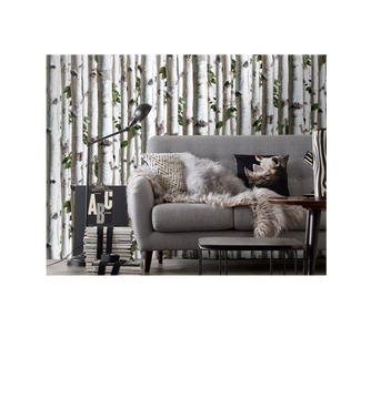 Young Birches Forest Wallpaper
