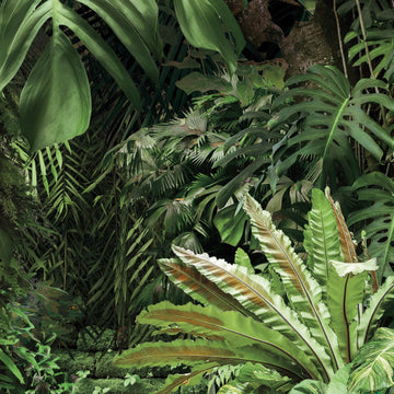 Urban Jungle at Daylight